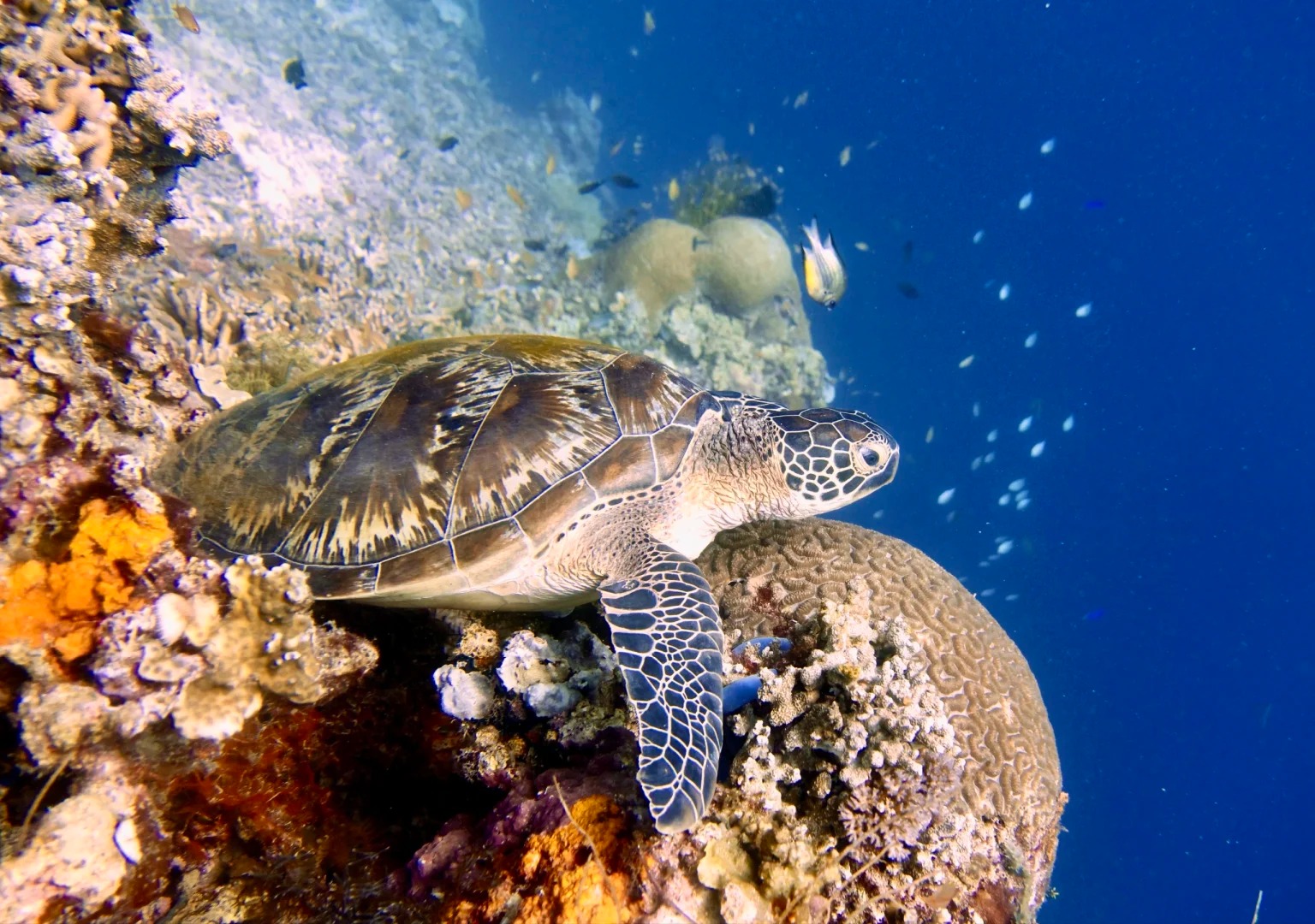 薄荷岛出海_1_胖的大可爱_来自小红书网页版